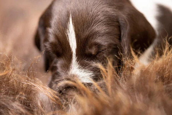 Cachorro Raza Drathaar Alemán Hermoso Perro —  Fotos de Stock