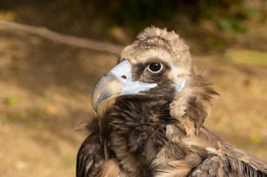 Güzel kartal etrafa bakıyor. Vahşi yaşam sahnesi.