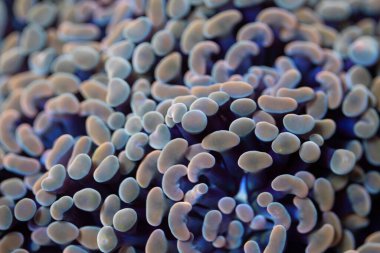 Mercan resif akvaryum tankındaki mercanlara çok iyi gelir. Makro atış. Seçici odak.