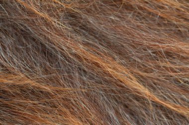 Hayvan kürkü ya da arka plan. Makro atış. Seçici odak.