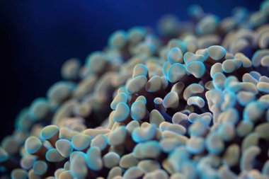 Mercan resif akvaryum tankındaki mercanlara çok iyi gelir. Makro atış. Seçici odak.