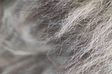 Hayvan kürkü ya da arka plan. Makro atış. Seçici odak.