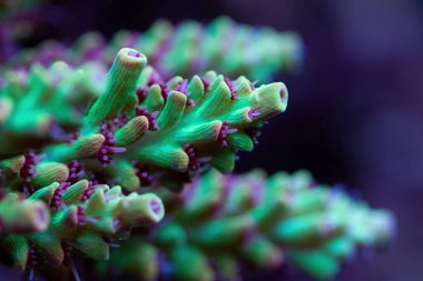 Güzel akropora mercan resif akvaryumundaki mercanlara sprey takar. Makro atış. Seçici odak.