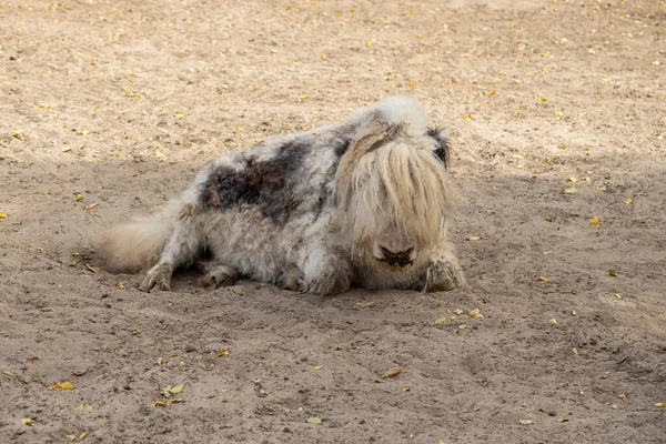 Yak Auf Dem Weg Zum Everest Wildszene — Stockfoto