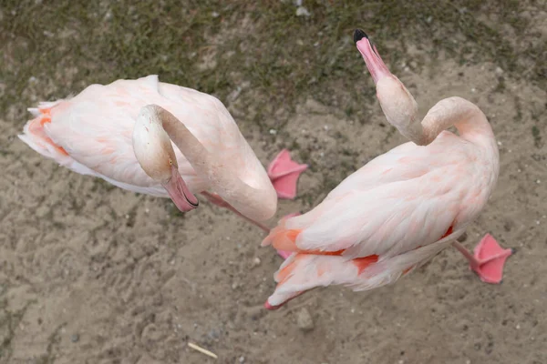 Pembe Büyük Kuş Büyük Flamingo Vahşi Yaşam Sahnesi — Stok fotoğraf