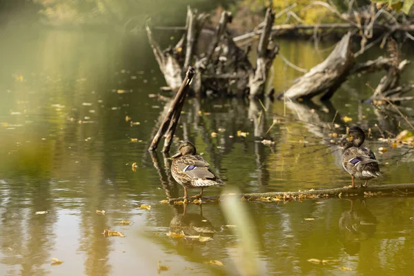 Enten Sitzen Auf Einem Baum Der Einen Teich Gefallen Ist — Stockfoto