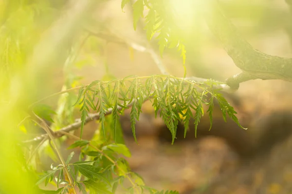 Closeup Nature View Green Leaf Blurred Greenery Background Macro Shot — Stock Photo, Image