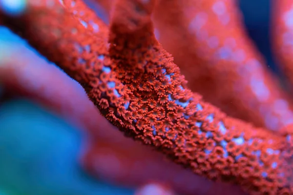 Vacker Akropora Spänner Korall Korallrev Akvarium Tank Makroskott Selektiv Inriktning — Stockfoto