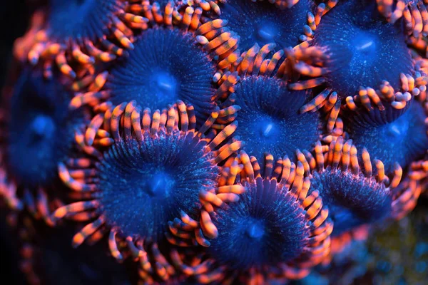 Beautiful zoanthids. Coral in coral reef aquarium tank. Macro shot. Selective focus.