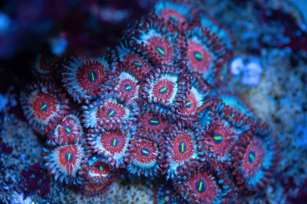 Piękne Zoanthids Koralowiec Akwarium Rafy Koralowej Makro Strzał Skupienie Selektywne — Zdjęcie stockowe