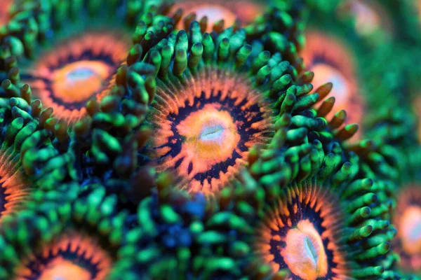 Vackra Zoanthider Korall Korallrev Akvarium Tank Makroskott Selektiv Inriktning — Stockfoto