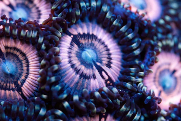 Schöne Zoanthiden Korallen Aquarium Des Korallenriffs Makroschuss Selektiver Fokus — Stockfoto
