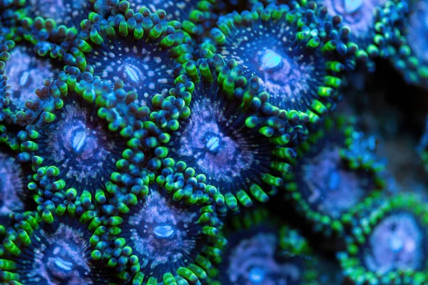 Lindos Zoantóides Coral Tanque Aquário Recife Coral Macro Shot Foco — Fotografia de Stock