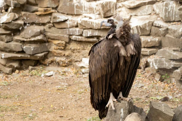 Beautiful Eagle Looking Wildlife Scene — Stock Photo, Image