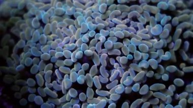 Mercan resif akvaryum tankındaki mercanlara çok iyi gelir. Makro çekim. 