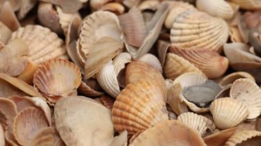 Deniz kabukları arka planda. Makro çekim. 