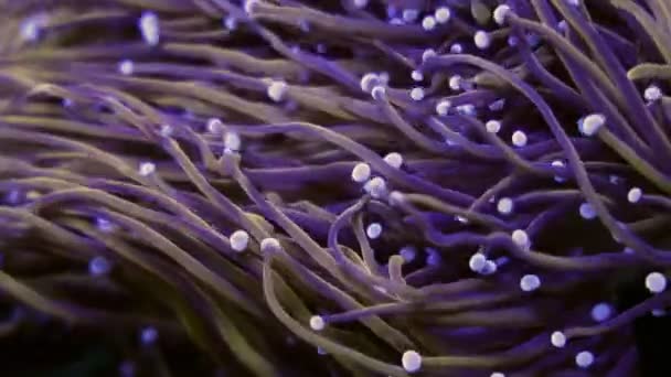 아름다운 개복치가 산호초 수족관에 산호를 잡는다 매크로 — 비디오