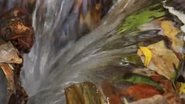 秋の森の中の冷たい小川の水 カラフルな紅葉 自然背景 — ストック動画