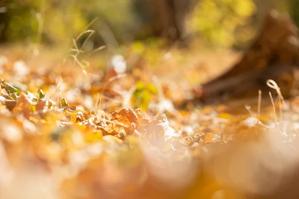 Geel Gevallen Blad Herfst Gouden Herfst Macro Heeft Geschoten Selectieve — Stockfoto