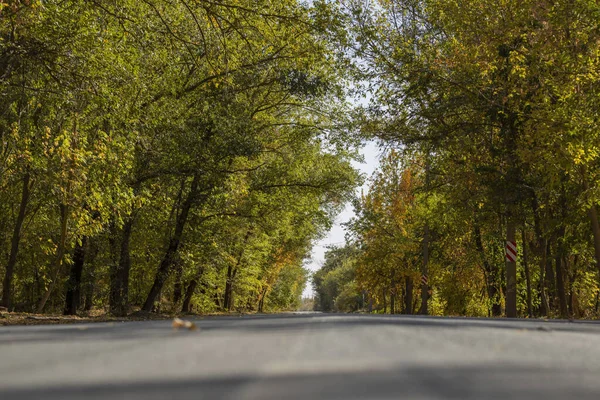 Droga Jesiennym Lesie Jesienny Krajobraz Drogą Pięknymi Kolorowymi Drzewami — Zdjęcie stockowe