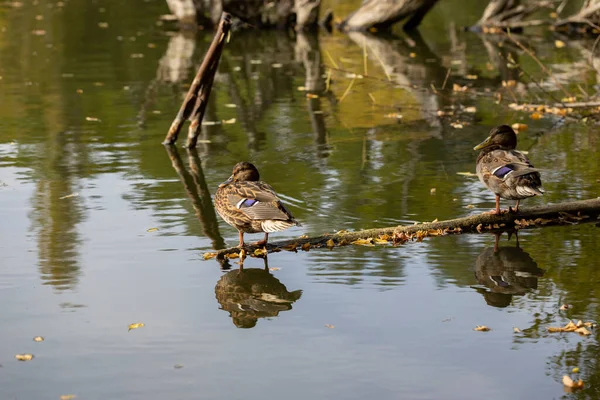 Ducks Sit Tree Has Fallen Pond Wildlife Scene — Stock Photo, Image