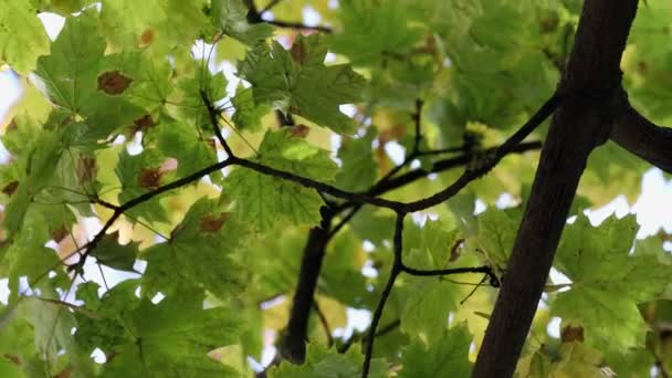 Utsikt Över Trädgrenar Med Höstlöv Parken Höstfärger Lövverk Naturen Vid — Stockvideo