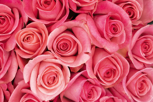 Bouquet of many roses close-up. Natural roses background. 