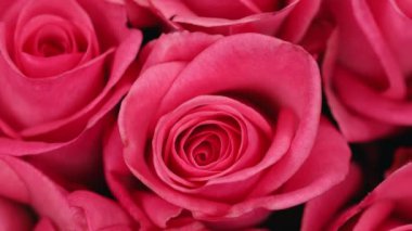 Bir sürü gül buketi yakın plan. Doğal gül arkaplanı. 