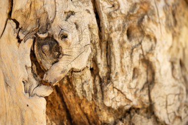 Eski bir ağacın doku arkaplanının yakınlaştırılması. Makro atış. Seçici odak.