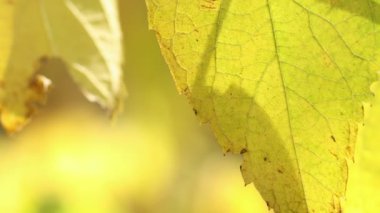 Sonbahar doğayı geride bırakır. Yapraklı sonbahar ormanı. Mevsimsel konsept. Düşen yapraklar. Kaydırıcı atışı.