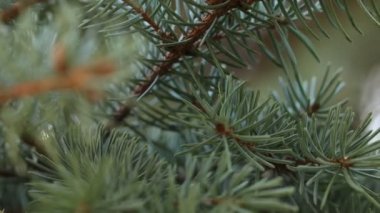 Firavun ağacı brunch 'ı yaklaşıyor. Noel duvar kağıdı konsepti. Makro atış. Seçici odak.