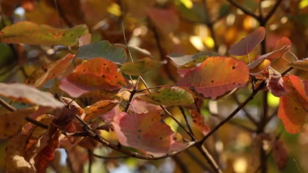 Autunno Lascia Sfondo Natura Foresta Autunnale Con Foglie Concetto Stagionale — Video Stock