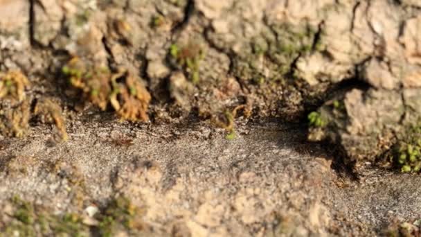 Hormigas Arrastrándose Sobre Tronco Árbol Super Macro Disparo Deslizante Hormigas — Vídeos de Stock