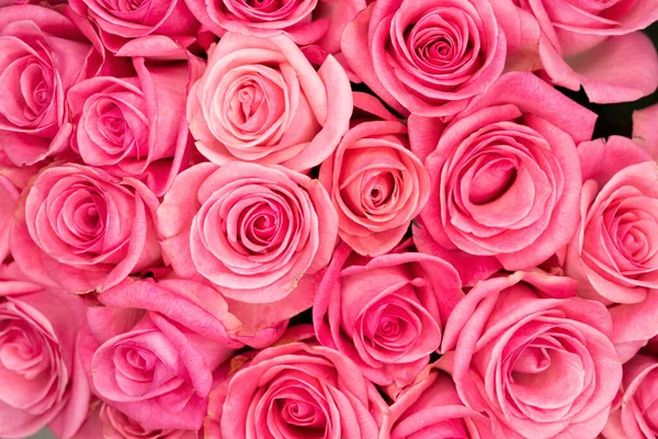 Розовый Розовый Фон Цветные Розы Стены Фона Бук Цветов — стоковое фото