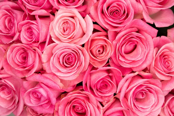 Pembe gül arka planı. Renkli bir arka plan. Çiçek butiği..