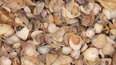 Deniz kabuğu arka planı, yığınla farklı deniz kabuğu. Güzel deniz kabuklarının makro çekimi.