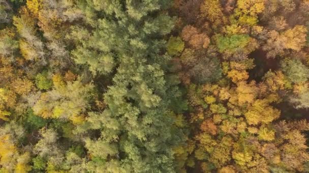 Letecký Pohled Shora Dolů Podzimní Les Zelenými Žlutými Stromy Nádherná — Stock video