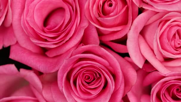 Różowa Róża Tle Kolorowe Tło Ściany Róż Bukiet Kwiatów — Wideo stockowe