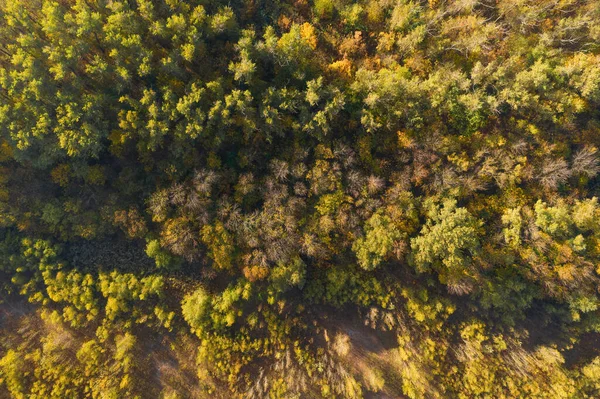 Aerial View Colorful Fall Foliage Colourful Autumn Colours Forest — Stock Photo, Image