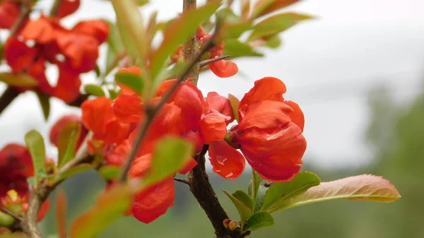 Японский Айва Красный Цветок Близко — стоковое фото