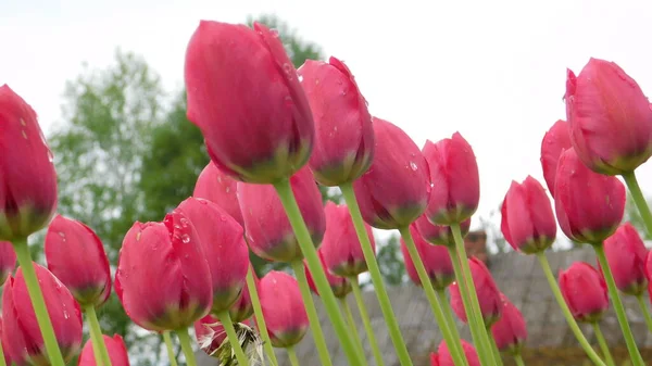 Floraison Fleurs Tulipes Après Une Pluie Printanière — Photo