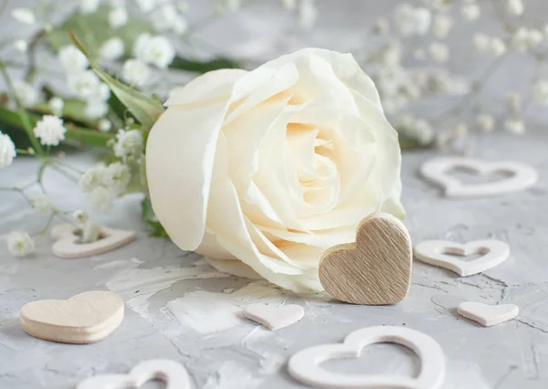 Cream Rose Hearts Grey Background — Stock Photo, Image