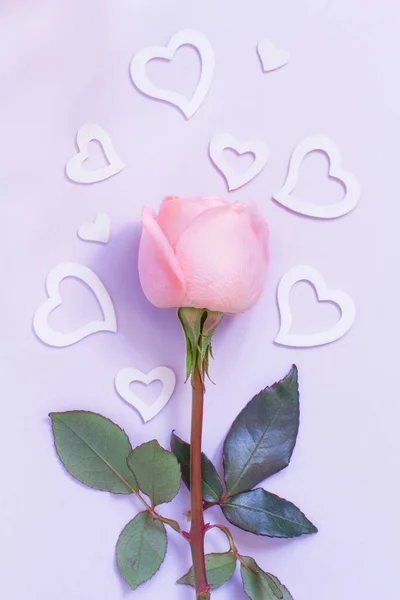 Spring composition with rose and hearts on a pastel  background