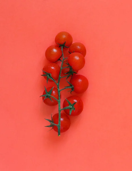 Tomates cereja em um fundo vermelho de coral — Fotografia de Stock