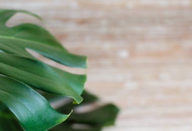 Ahşap bir arka plan üzerinde Tropikal monstera yaprağı