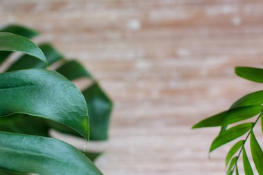 Ahşap bir arka plan üzerinde Tropikal monstera ve palmiye yaprakları