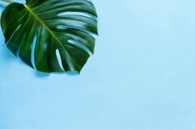 Açık mavi arka plan üzerinde Tropikal monstera yaprağı
