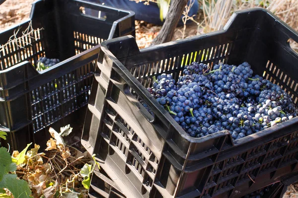 Vendemmia-druivenoogst in een wijngaard — Stockfoto