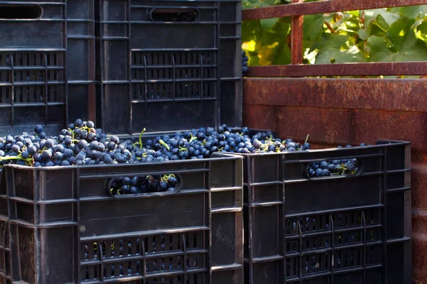 Vendemmia - Weinlese in einem Weinberg — Stockfoto