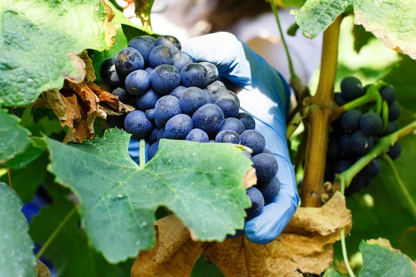 Homme coupant des raisins blancs avec des cisailles — Photo